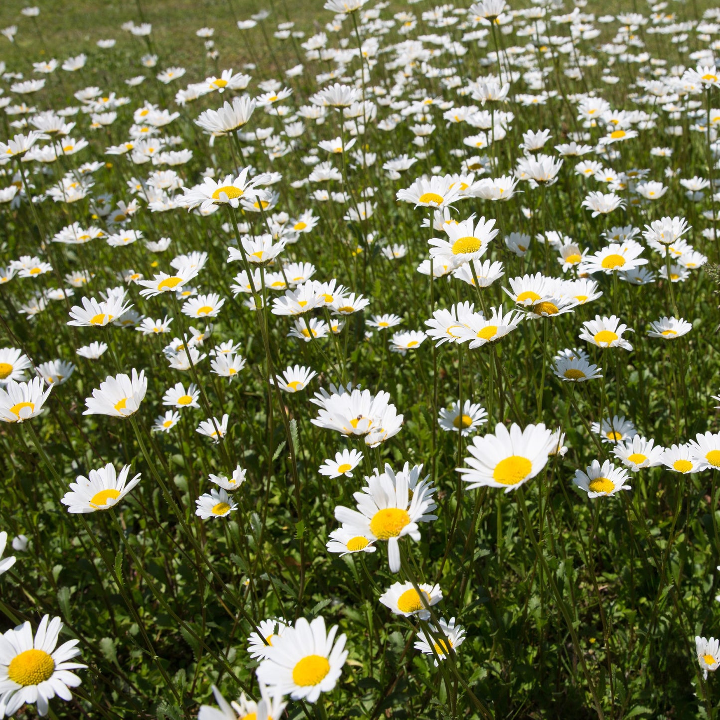 Daisy Field - Side Table