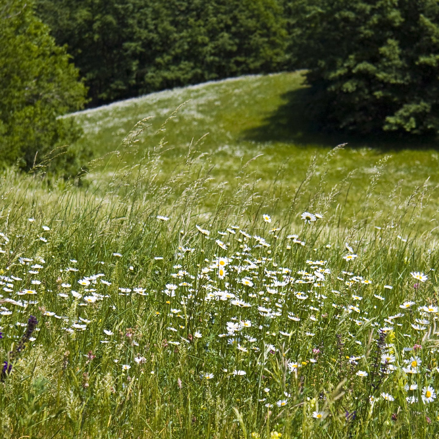 Daisy Field - Side Table