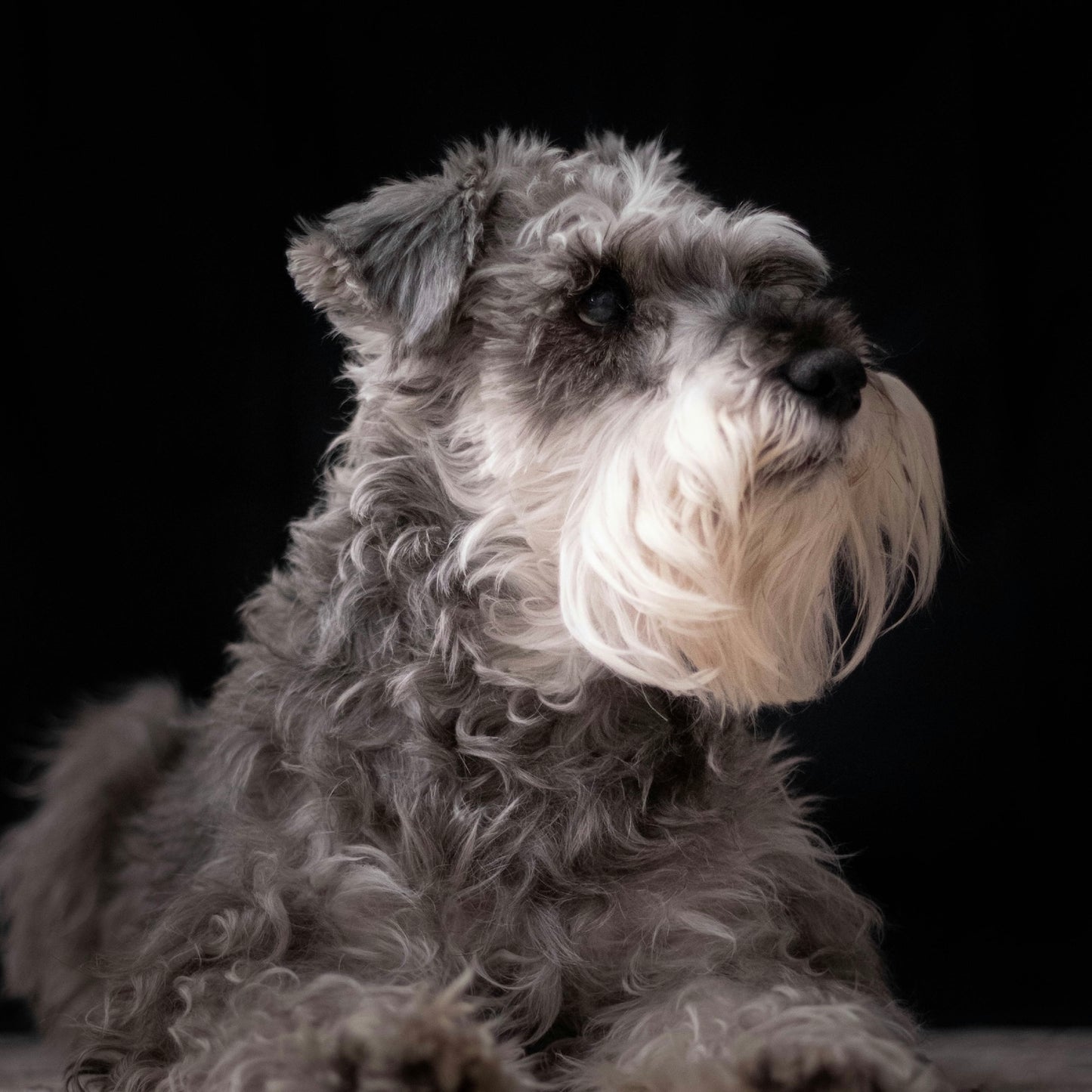 Canine Karava