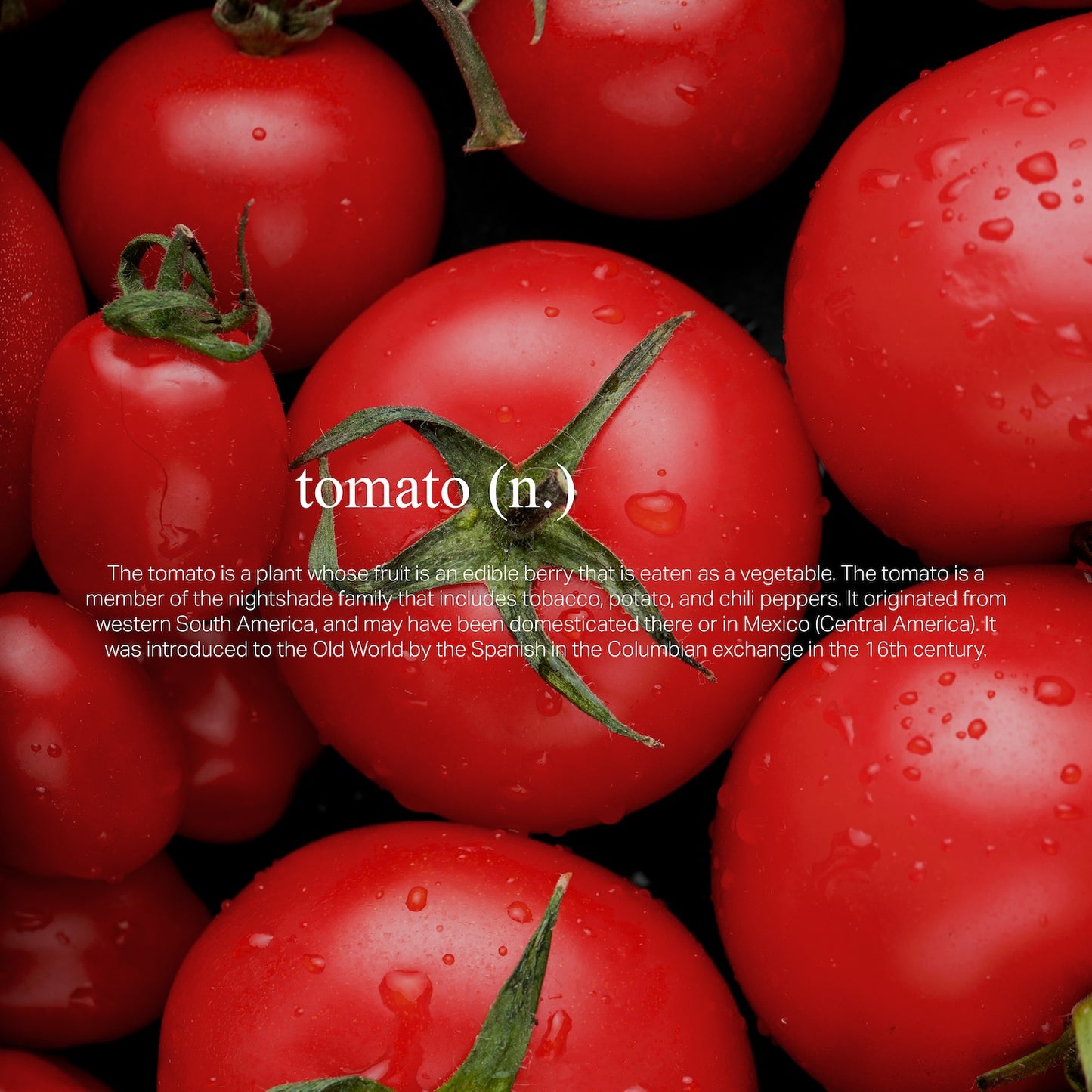 Baghdad - Tomato
