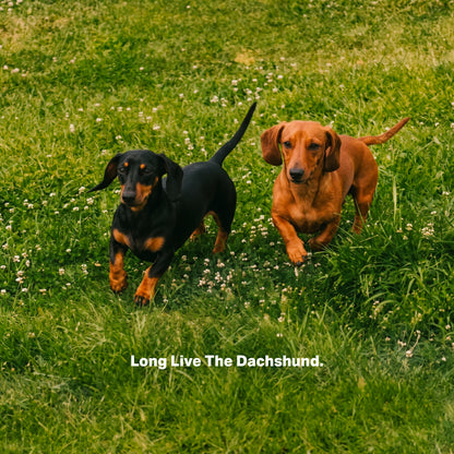 The New Dachshund (Pre-order)