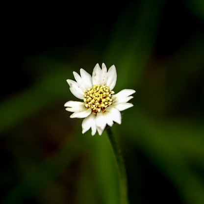 Daisy Parfait