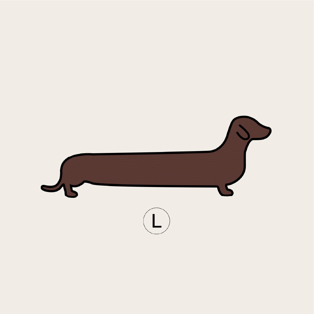 Dachshund