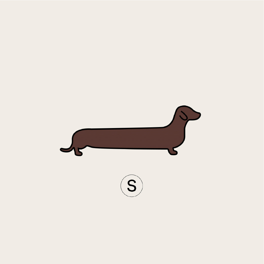 Dachshund