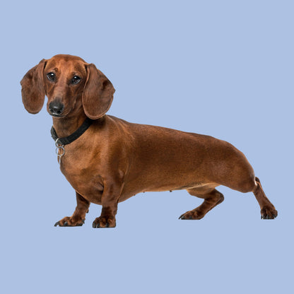 Dachshund