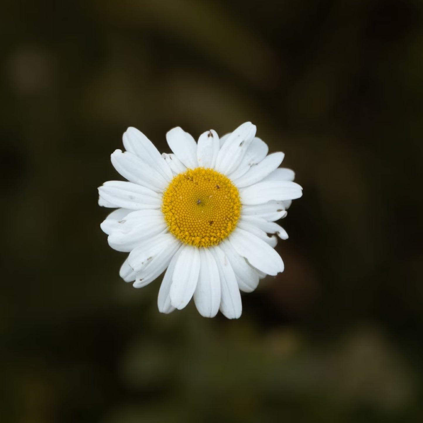 Daisy - Sleeve Case