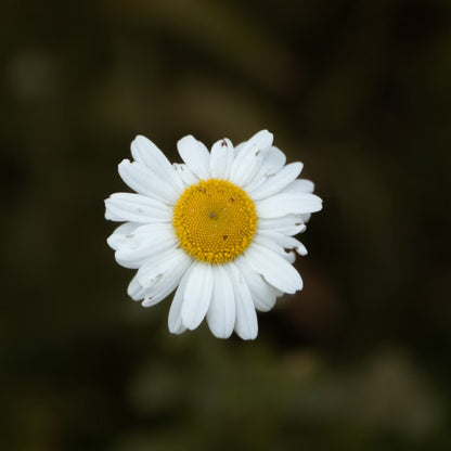 Daisy - Sleeve Case